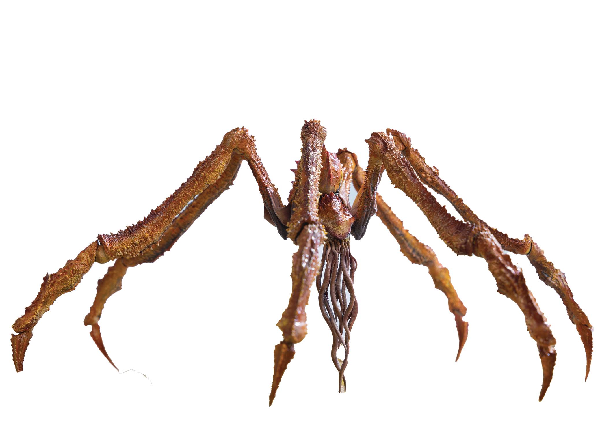 Pre - order: Exquisite Basic Collectible Figure of Scylla from Godzilla x Kong: The New Empire